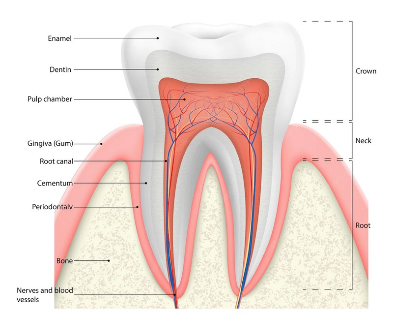 human tooth details